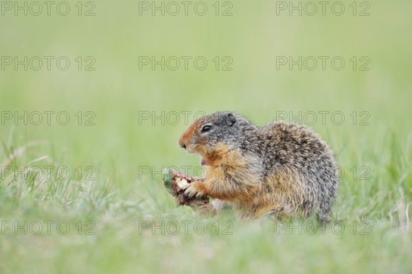 Columbia ground squirrel (Urocitellus columbianus, Spermophilus columbianus) feeding in a meadow, Jasper National Park, Alberta, Canada