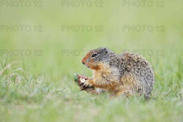Columbia ground squirrel (Urocitellus columbianus, Spermophilus columbianus) feeding in a meadow, Jasper National Park, Alberta, Canada