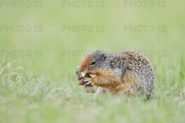Columbia ground squirrel (Urocitellus columbianus, Spermophilus columbianus) feeding in a meadow, Jasper National Park, Alberta, Canada