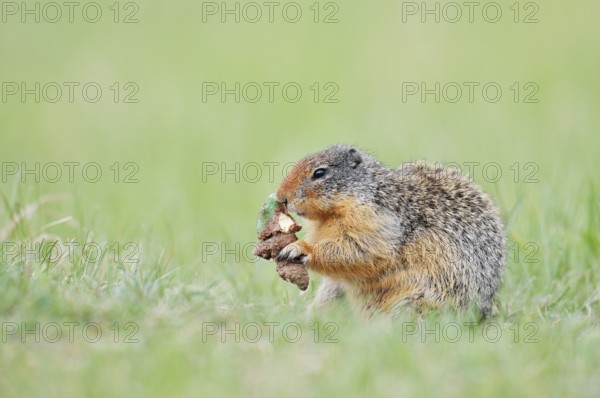 Columbia ground squirrel (Urocitellus columbianus, Spermophilus columbianus) feeding in a meadow, Jasper National Park, Alberta, Canada