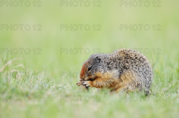 Columbia ground squirrel (Urocitellus columbianus, Spermophilus columbianus) feeding in a meadow, Jasper National Park, Alberta, Canada