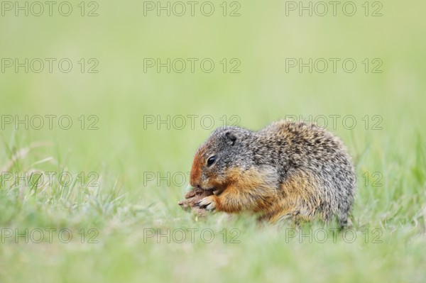 Columbia ground squirrel (Urocitellus columbianus, Spermophilus columbianus) feeding in a meadow, Jasper National Park, Alberta, Canada