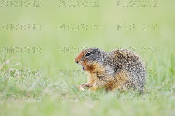 Columbia ground squirrel (Urocitellus columbianus, Spermophilus columbianus) feeding in a meadow, Jasper National Park, Alberta, Canada
