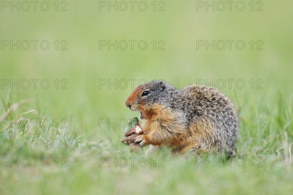 Columbia ground squirrel (Urocitellus columbianus, Spermophilus columbianus) feeding in a meadow, Jasper National Park, Alberta, Canada