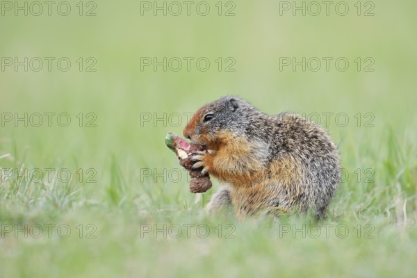 Columbia ground squirrel (Urocitellus columbianus, Spermophilus columbianus) feeding in a meadow, Jasper National Park, Alberta, Canada