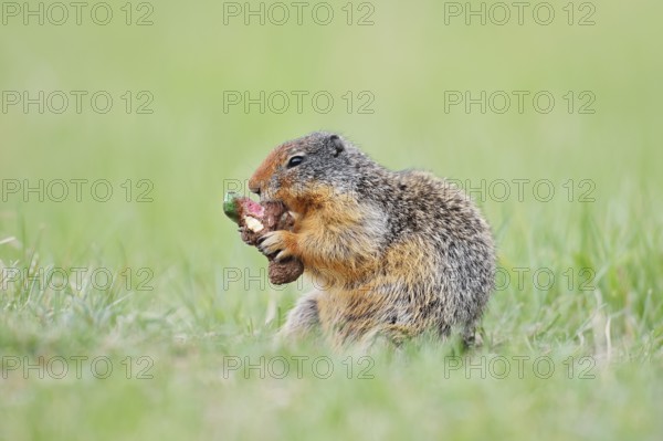 Columbia ground squirrel (Urocitellus columbianus, Spermophilus columbianus) feeding in a meadow, Jasper National Park, Alberta, Canada