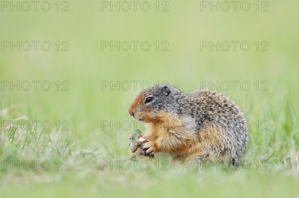 Columbia ground squirrel (Urocitellus columbianus, Spermophilus columbianus) feeding in a meadow, Jasper National Park, Alberta, Canada