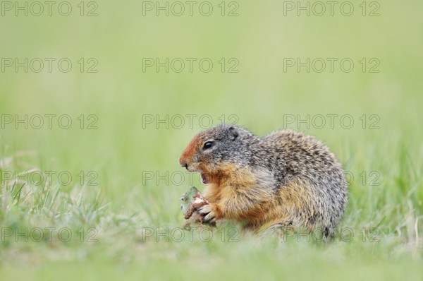 Columbia ground squirrel (Urocitellus columbianus, Spermophilus columbianus) feeding in a meadow, Jasper National Park, Alberta, Canada