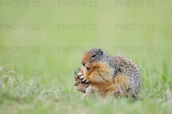 Columbia ground squirrel (Urocitellus columbianus, Spermophilus columbianus) feeding in a meadow, Jasper National Park, Alberta, Canada