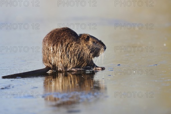 Nutria (Myocastor coypus) on the ice surface of a lake in winter, neozoa in Germany, North Rhine-Westphalia, Germany