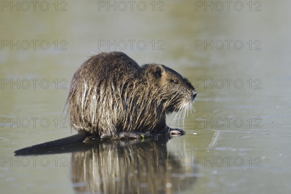 Nutria (Myocastor coypus) on the ice surface of a lake in winter, neozoa in Germany, North Rhine-Westphalia, Germany