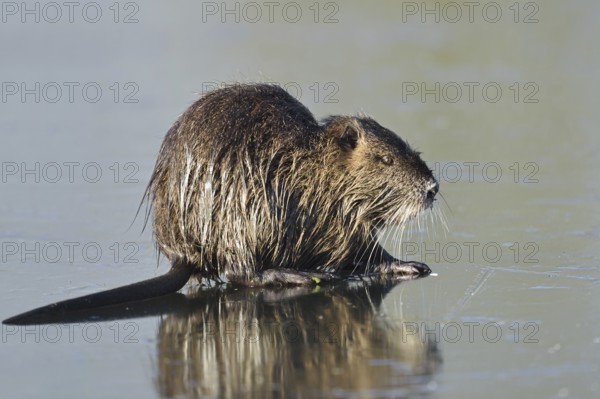 Nutria (Myocastor coypus) on the ice surface of a lake in winter, neozoa in Germany, North Rhine-Westphalia, Germany