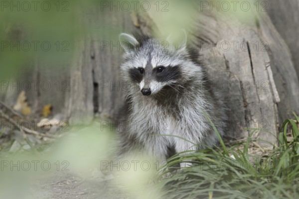 Raccoon (Procyon lotor), young animal, neozoan in Germany, North Rhine-Westphalia, Germany