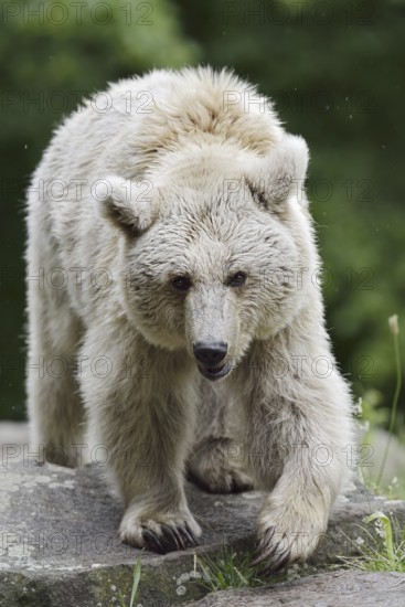 Syrian brown bear (Ursus arctos syriacus), occurring in the Caucasus, captive, Germany