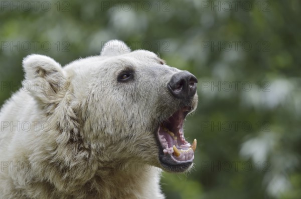 Syrian brown bear (Ursus arctos syriacus), portrait, occurrence in the Caucasus, captive, Germany