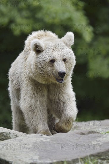Syrian brown bear (Ursus arctos syriacus), occurring in the Caucasus, captive, Germany