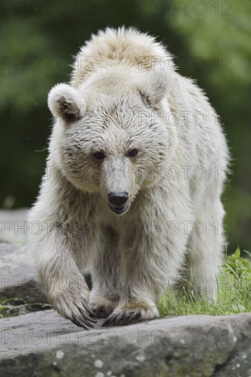 Syrian brown bear (Ursus arctos syriacus), occurring in the Caucasus, captive, Germany