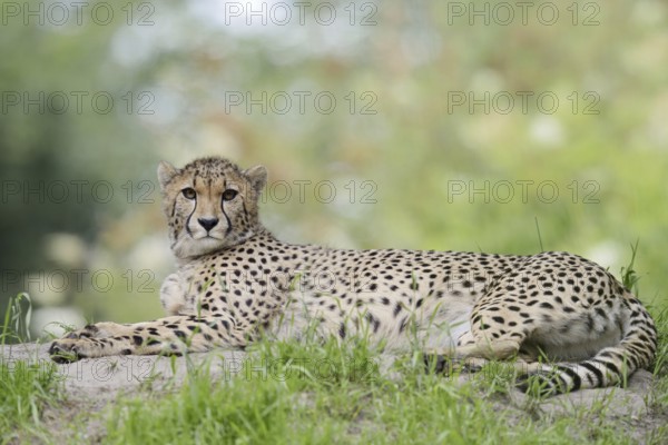 Cheetah (Acinonyx jubatus), captive, occurring in Africa