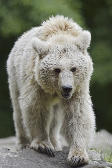 Syrian brown bear (Ursus arctos syriacus), occurring in the Caucasus, captive, Germany