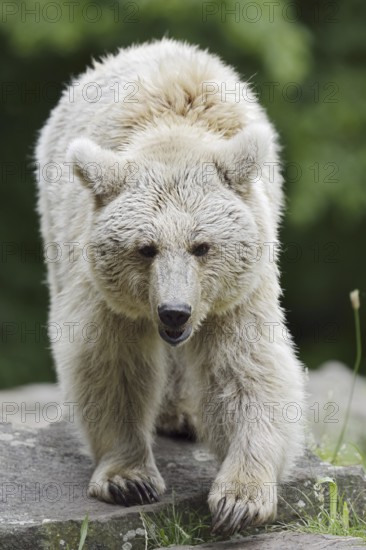 Syrian brown bear (Ursus arctos syriacus), occurring in the Caucasus, captive, Germany
