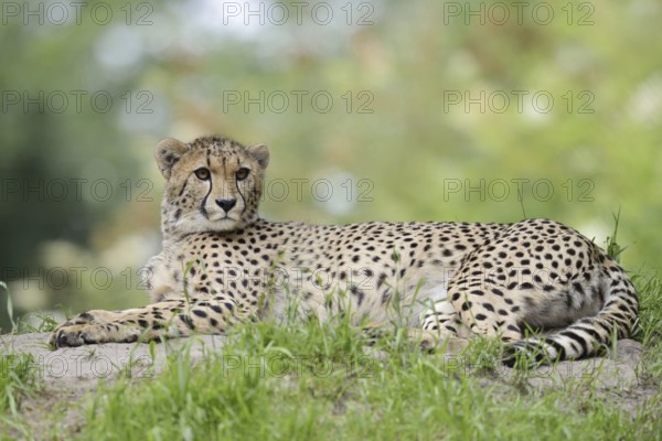 Cheetah (Acinonyx jubatus), captive, occurring in Africa