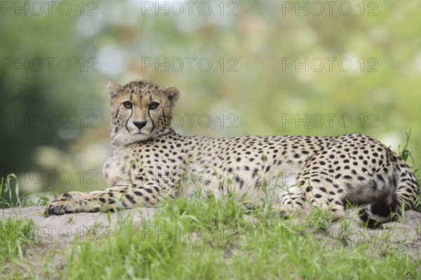 Cheetah (Acinonyx jubatus), captive, occurring in Africa