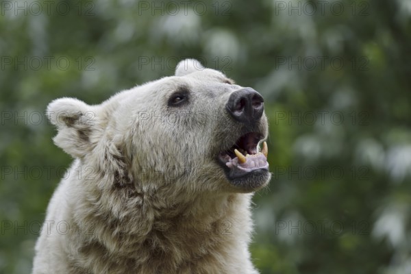 Syrian brown bear (Ursus arctos syriacus), portrait, occurrence in the Caucasus, captive, Germany