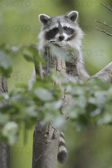 Raccoon (Procyon lotor), young animal in a tree, neozoa in Germany, North Rhine-Westphalia, Germany