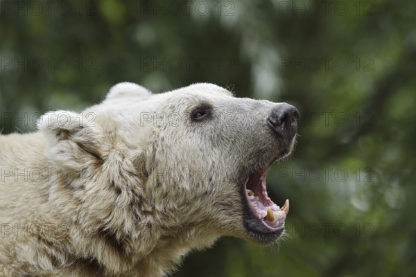 Syrian brown bear (Ursus arctos syriacus), portrait, occurrence in the Caucasus, captive, Germany