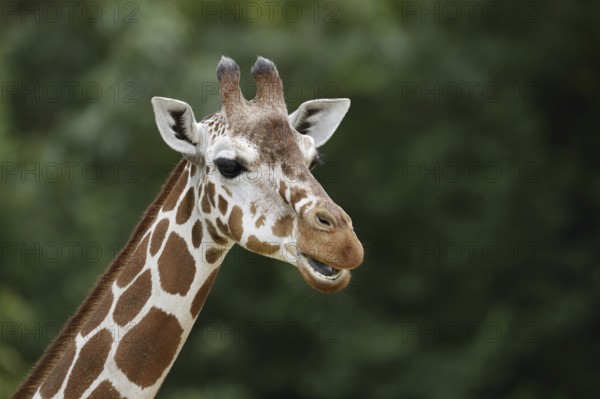 Reticulated giraffe (Giraffa camelopardalis reticulata), portrait, captive, occurrence in Africa