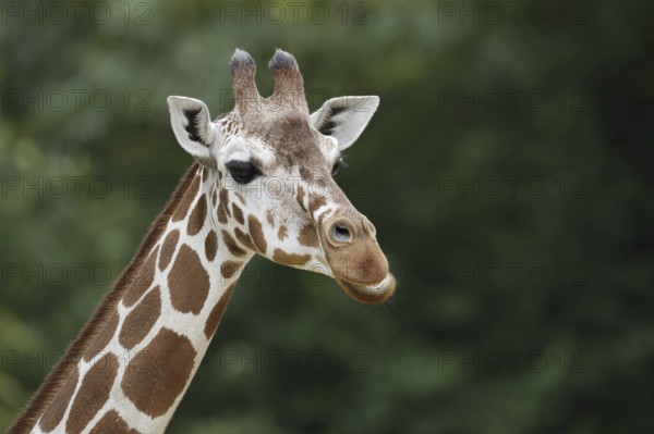 Reticulated giraffe (Giraffa camelopardalis reticulata), portrait, captive, occurrence in Africa
