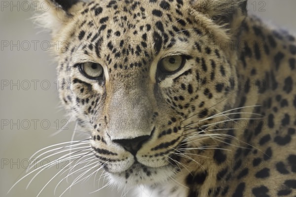Persian leopard (Panthera pardus saxicolor), portrait, captive, occurring in Asia