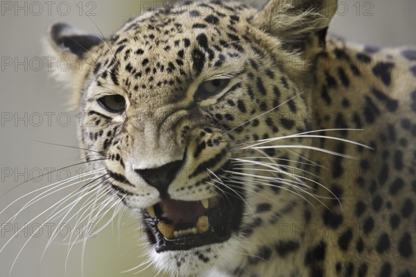 Persian leopard (Panthera pardus saxicolor), portrait, snarling, captive, occurring in Asia