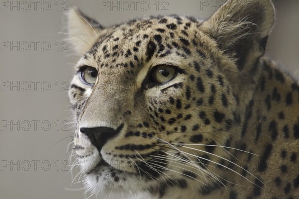 Persian leopard (Panthera pardus saxicolor), portrait, captive, occurring in Asia