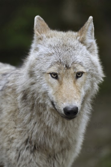 Eurasian wolf (Canis lupus lupus), portrait, captive, Germany