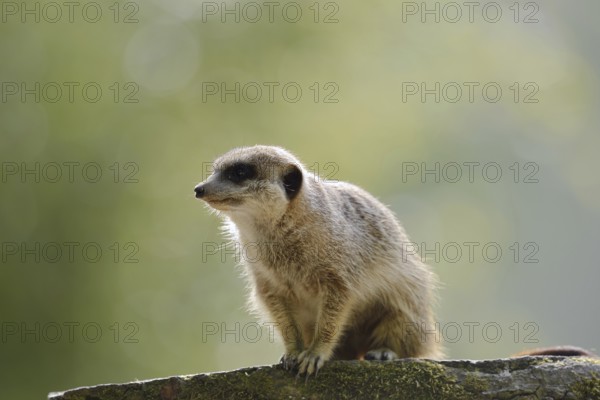 Meerkat or suricate (Suricata suricatta), captive, occurring in southern Africa