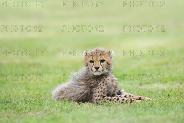 Cheetah (Acinonyx jubatus), young animal lying in a meadow, occurrence in Africa