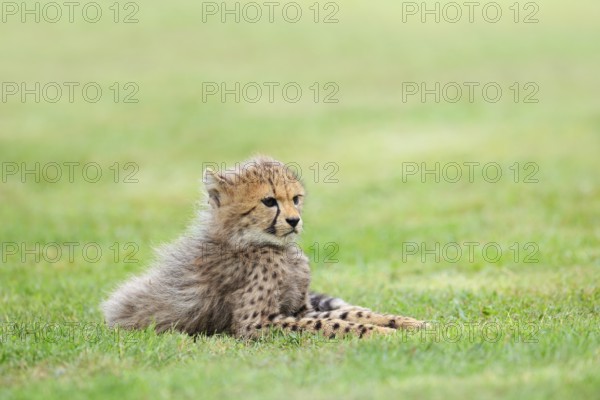 Cheetah (Acinonyx jubatus), young animal lying in a meadow, occurrence in Africa