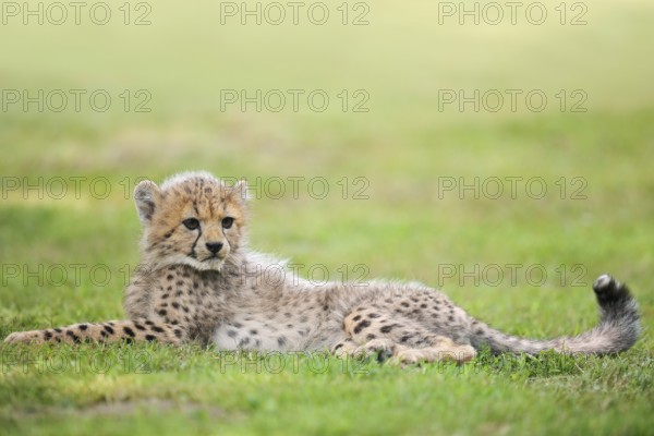 Cheetah (Acinonyx jubatus), young animal lying in a meadow, occurrence in Africa