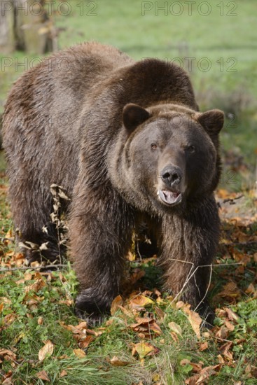 European brown bear (Ursus arctos arctos) in autumn, captive, Germany