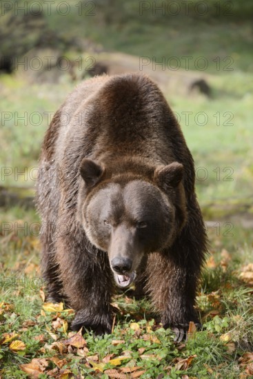 European brown bear (Ursus arctos arctos) in autumn, captive, Germany