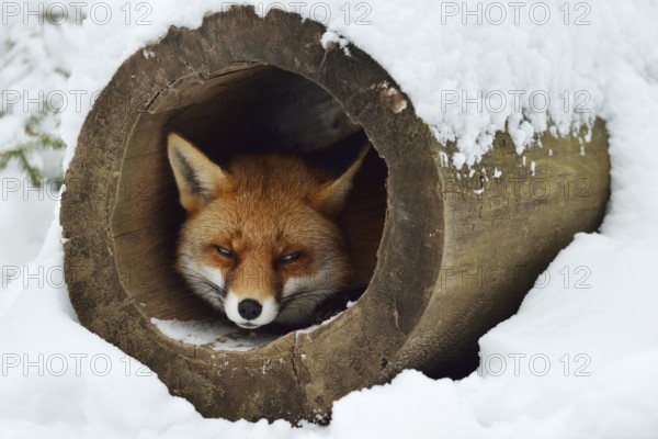 Red fox (Vulpes vulpes) in winter, Bavaria, Germany