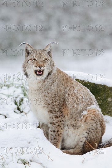 Eurasian lynx (Lynx lynx) in the snow, winter, captive, Germany