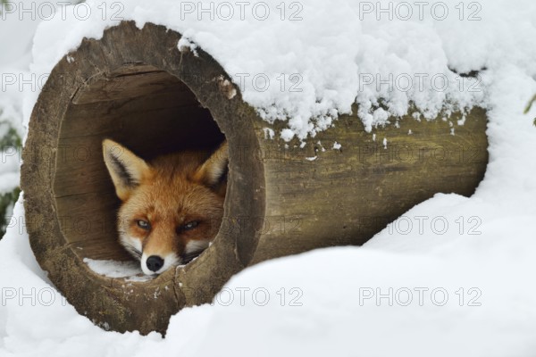 Red fox (Vulpes vulpes) in winter, Bavaria, Germany