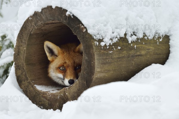 Red fox (Vulpes vulpes) in winter, Bavaria, Germany