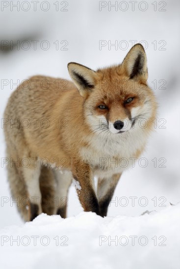 Red fox (Vulpes vulpes) in winter, Bavaria, Germany