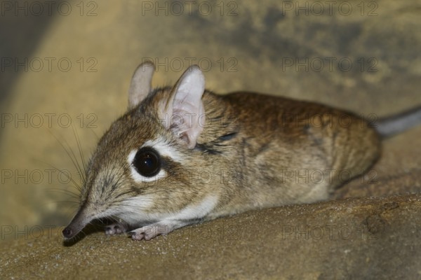 Rufous elephant shrew (Galegeeska rufescens, Elephantulus rufescens), captive, occurring in East Africa