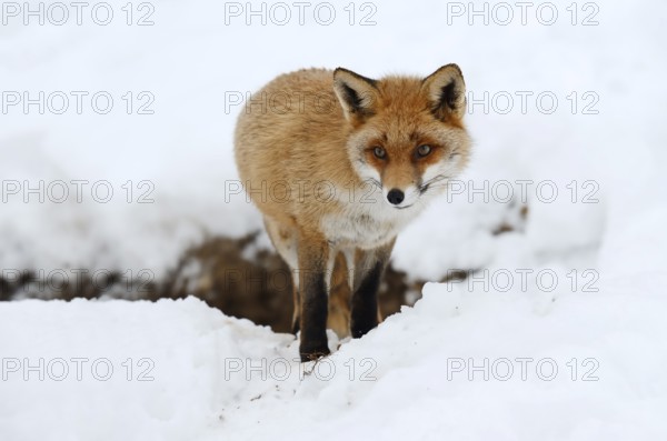Red fox (Vulpes vulpes) in winter, Bavaria, Germany