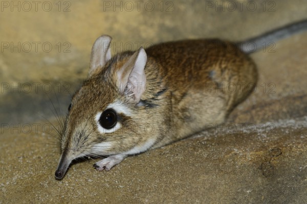 Rufous elephant shrew (Galegeeska rufescens, Elephantulus rufescens), captive, occurring in East Africa