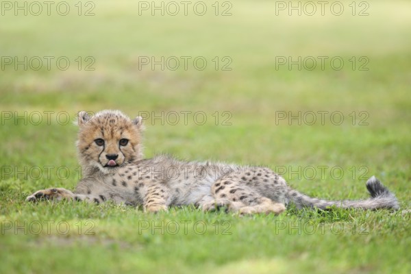 Cheetah (Acinonyx jubatus), young animal lying in a meadow, occurrence in Africa